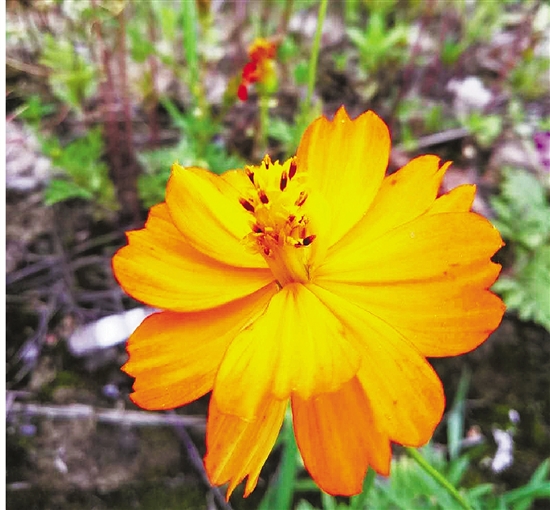 遭遇马蜂的自救法,遭遇马蜂袭击怎么办