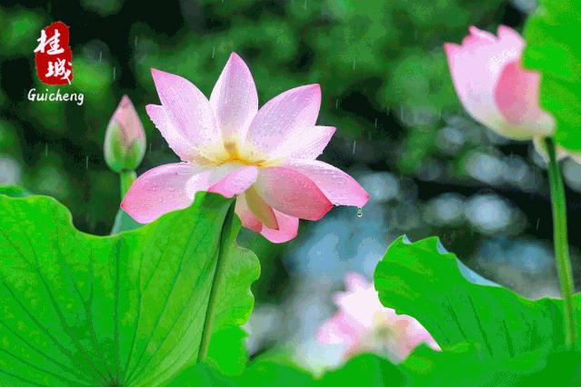 夏至到来大明湖荷花,夏至来了荷花又开放啦