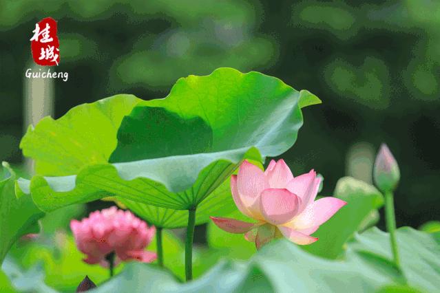 夏至到来大明湖荷花,夏至来了荷花又开放啦