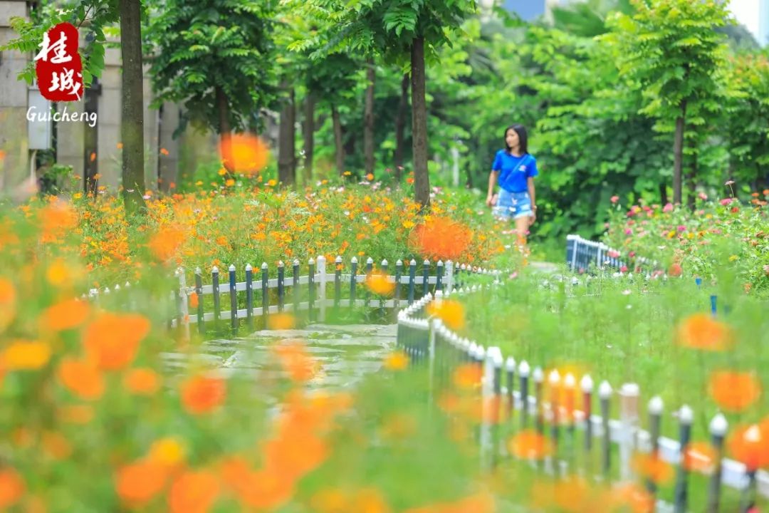 夏至到来大明湖荷花,夏至来了荷花又开放啦