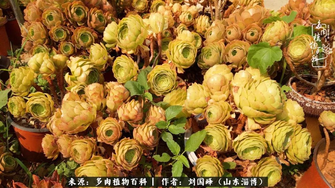 高温天气怎么养护多肉花,新手夏天养多肉5个保命秘籍