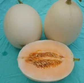 附近有哪些甜瓜采摘,好耍的采摘园