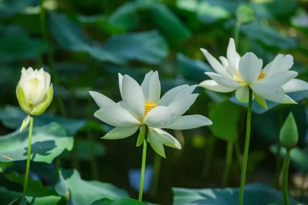 上海赏荷花最好的地方,上海秋冬拍荷花最佳地点