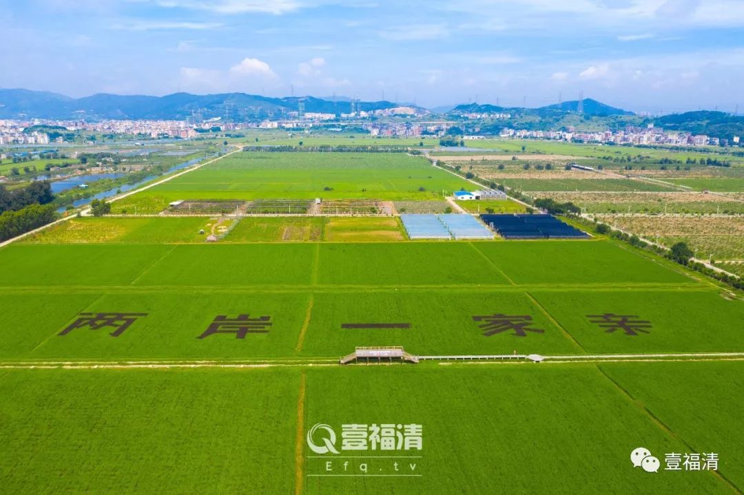 福建两岸融合发展新闻发布会,福建新闻联播水稻制种
