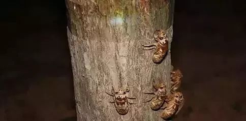 淮阳抓爬蚱,河南的爬蚱壳多少钱一斤