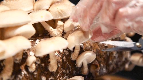 4.8折!扬州这家店的招牌竟然是“养生神仙水”,连喝三碗都不够