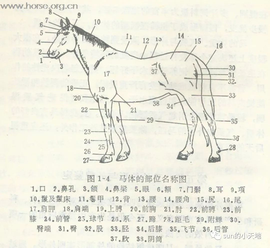 赛马身体部位对照图,赛马体型结构