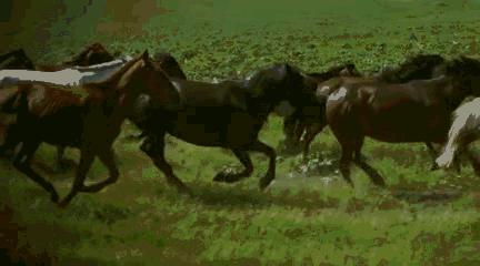 科尔沁传奇,科尔沁大草原的传奇