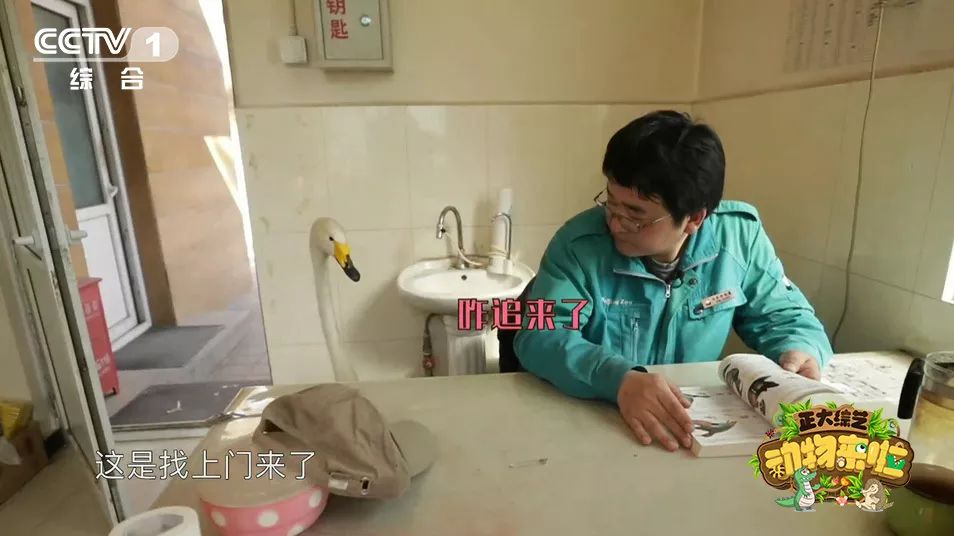 为啥大熊猫长大了那么脏不给糖,大熊猫为何会白化