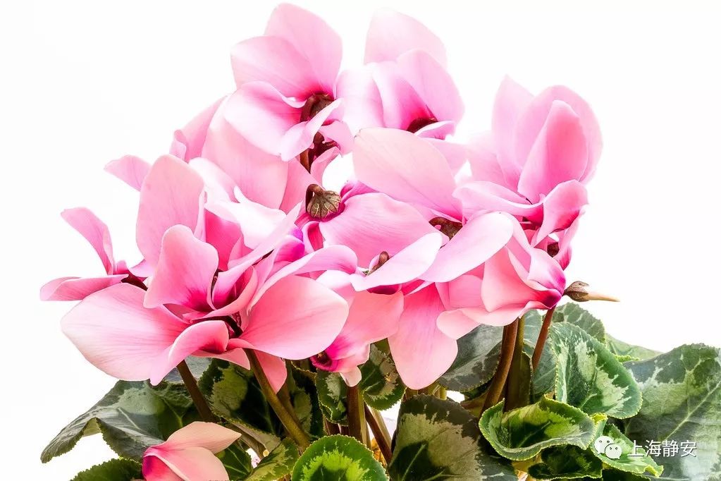 吸收甲醛最佳的十种植物排行榜,吸甲醛最快最有效的植物排名