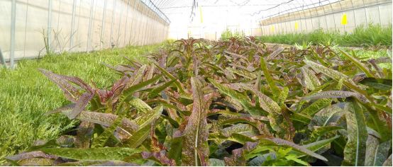 梅雨季，霜霉病的防治