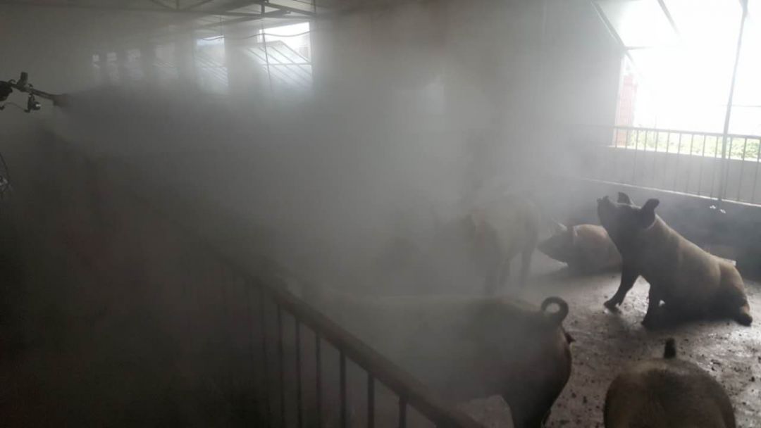 非瘟后的猪场消毒程序,非瘟猪场消毒总结