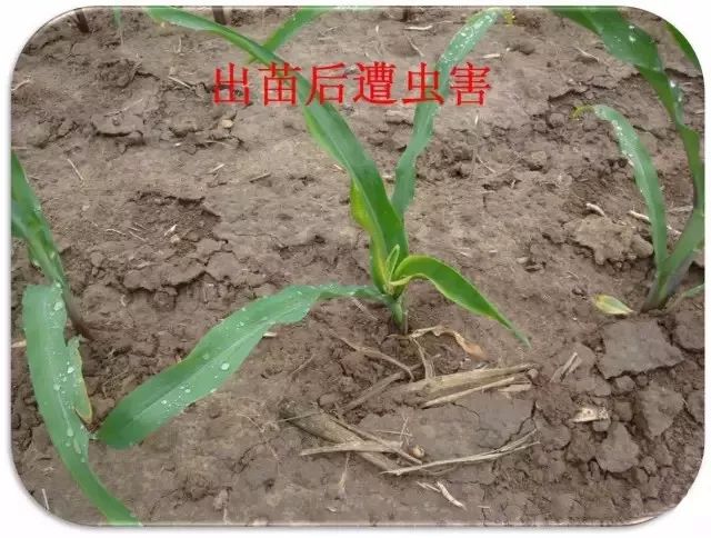 玉米最近发生的大事,玉米出事了怎么回事