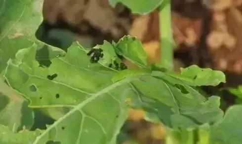 杀虫卵的特效杀虫剂最强,什么杀虫剂可以杀虫卵