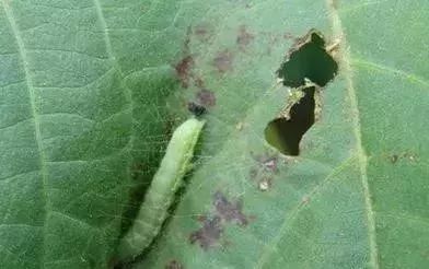 杀虫卵的特效杀虫剂最强,什么杀虫剂可以杀虫卵