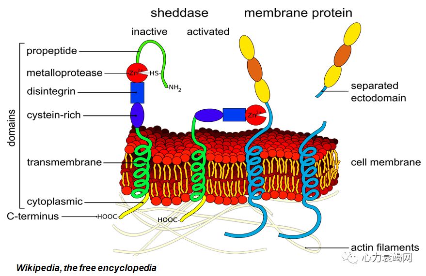 「2019CIHFC」张运教授:ADAM17—糖尿病性心肌病干预的新靶点