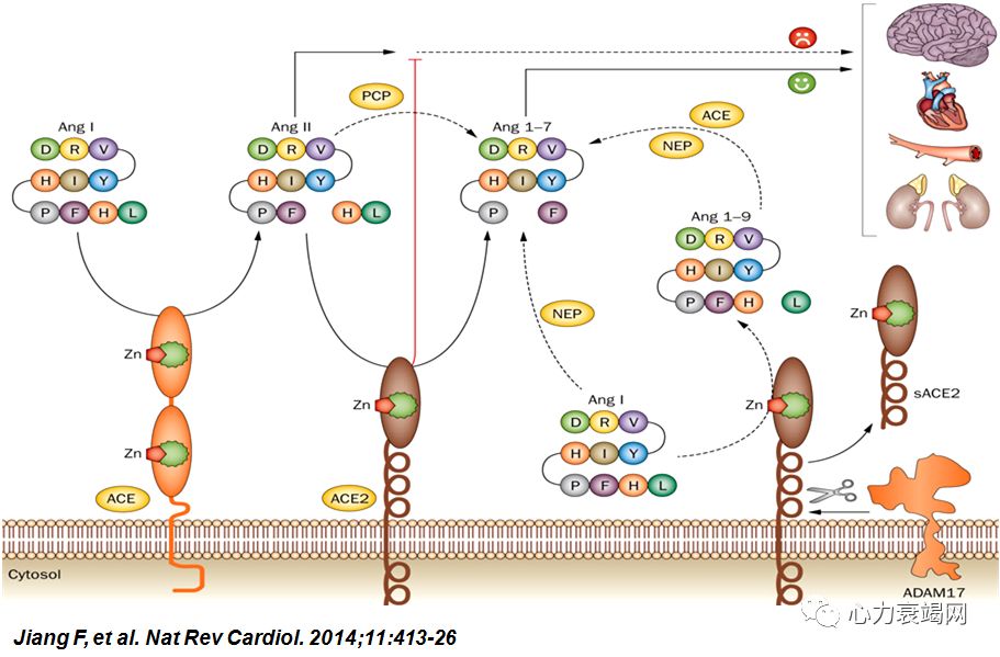 「2019CIHFC」张运教授:ADAM17—糖尿病性心肌病干预的新靶点