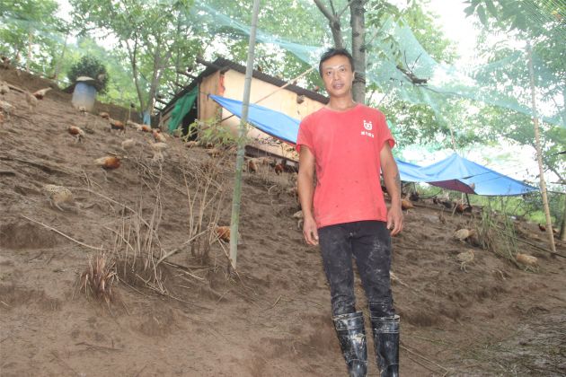 农村创业七彩山鸡养殖,养殖七彩山鸡致富经视频