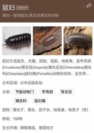 福建农村发现怪虫,最可怕怪虫