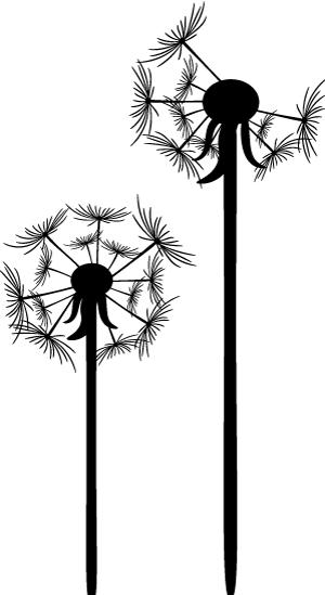 珊瑚裸尾鼠最基本的特征是什么,珊瑚裸尾鼠的危害