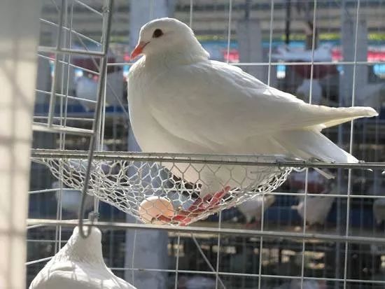 鸽子和鸽子打架是什么原因,看见两只鸽子打架的预兆