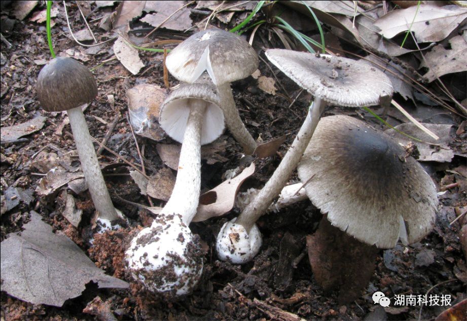 误食毒蘑菇的症状,误食毒蘑菇临床表现