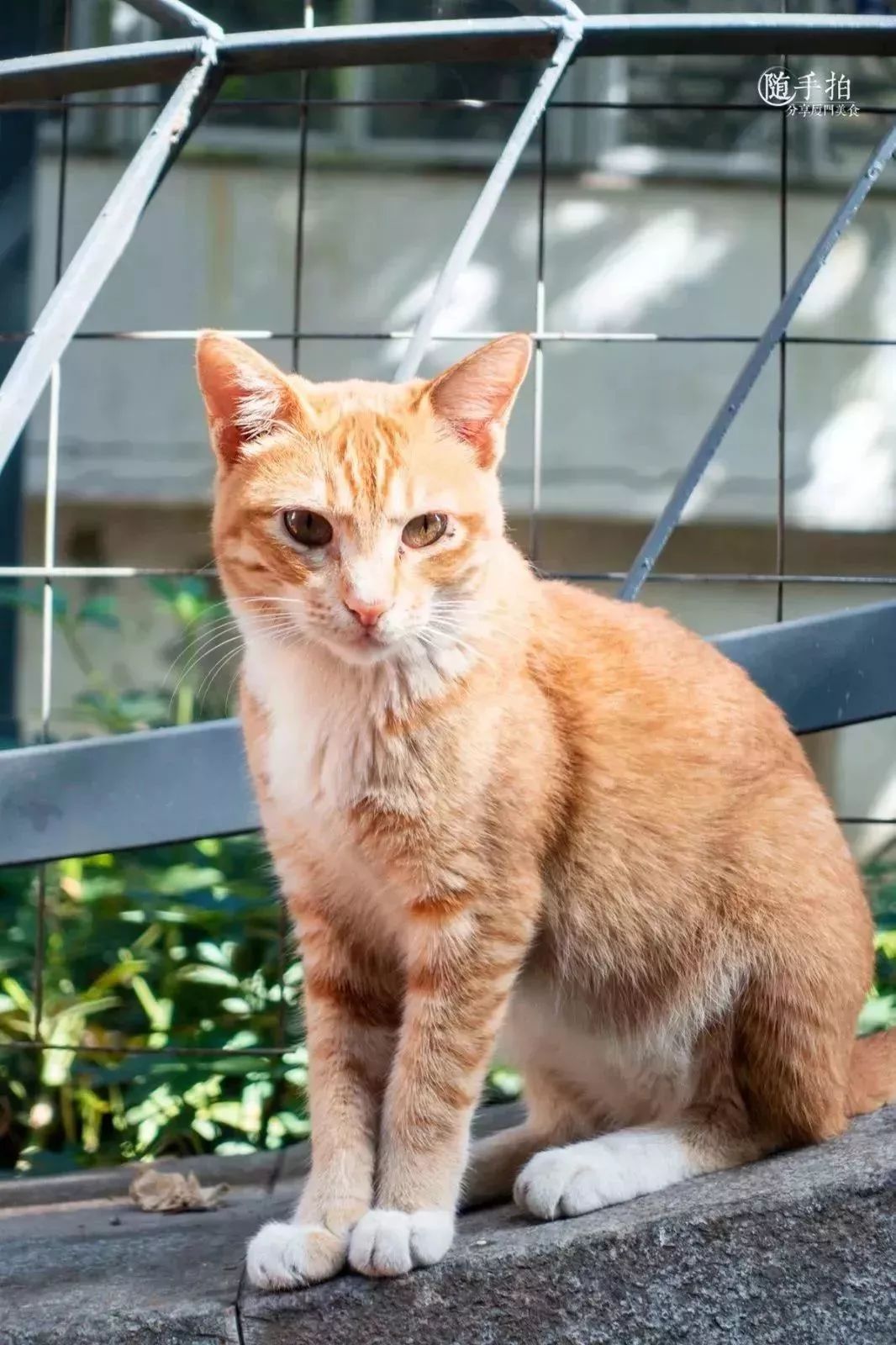鼓浪屿最值得吃的美食,鼓浪屿最好吃的美食最新