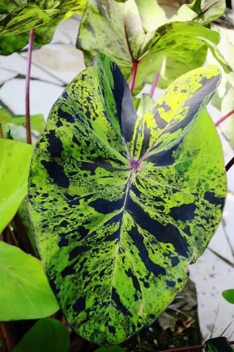 2000块一斤的芋头到底长什么样?绿植达人爱不释手的黑金海芋告诉你答案