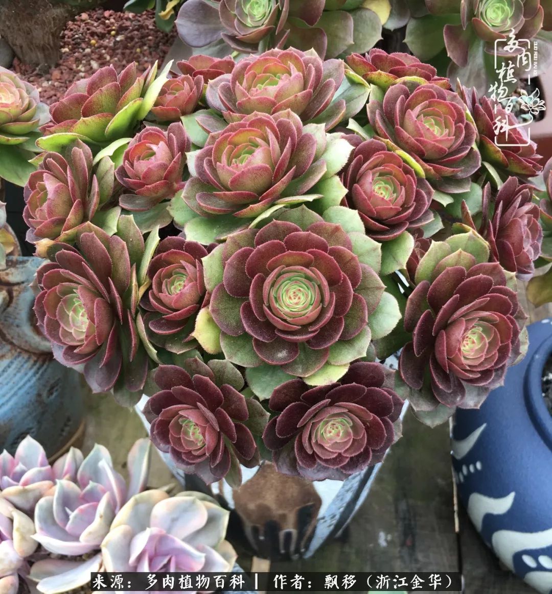 魅力无限的法师诱惑：我的灿烂，由你决定