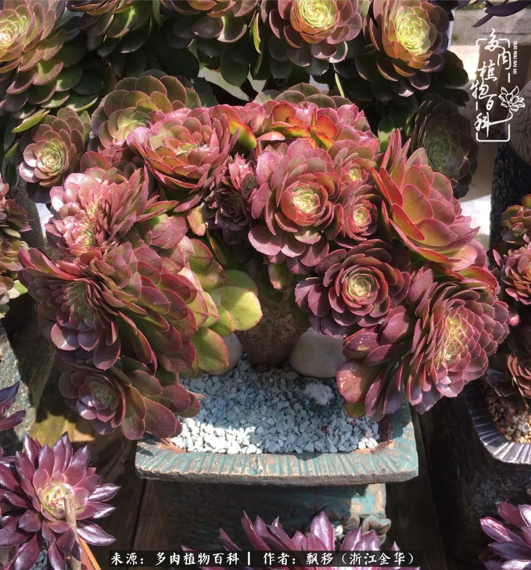 魅力无限的法师诱惑：我的灿烂，由你决定