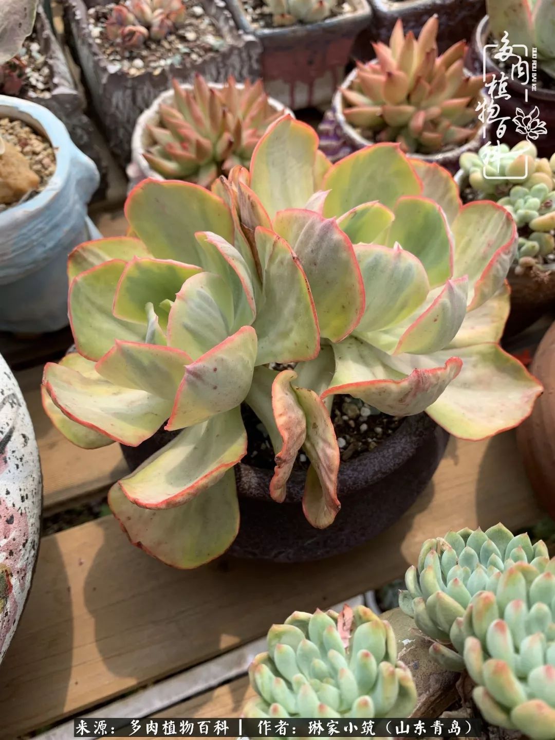 夏天已过一半你们的多肉还好吗,夏天已过半