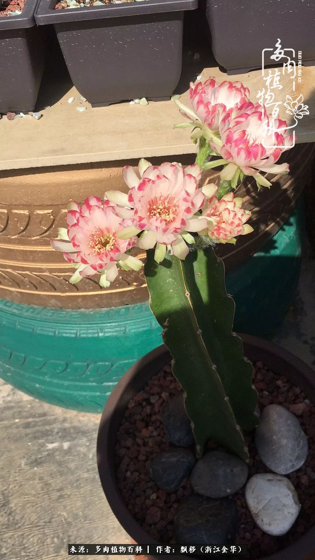 魅力无限的法师诱惑：我的灿烂，由你决定