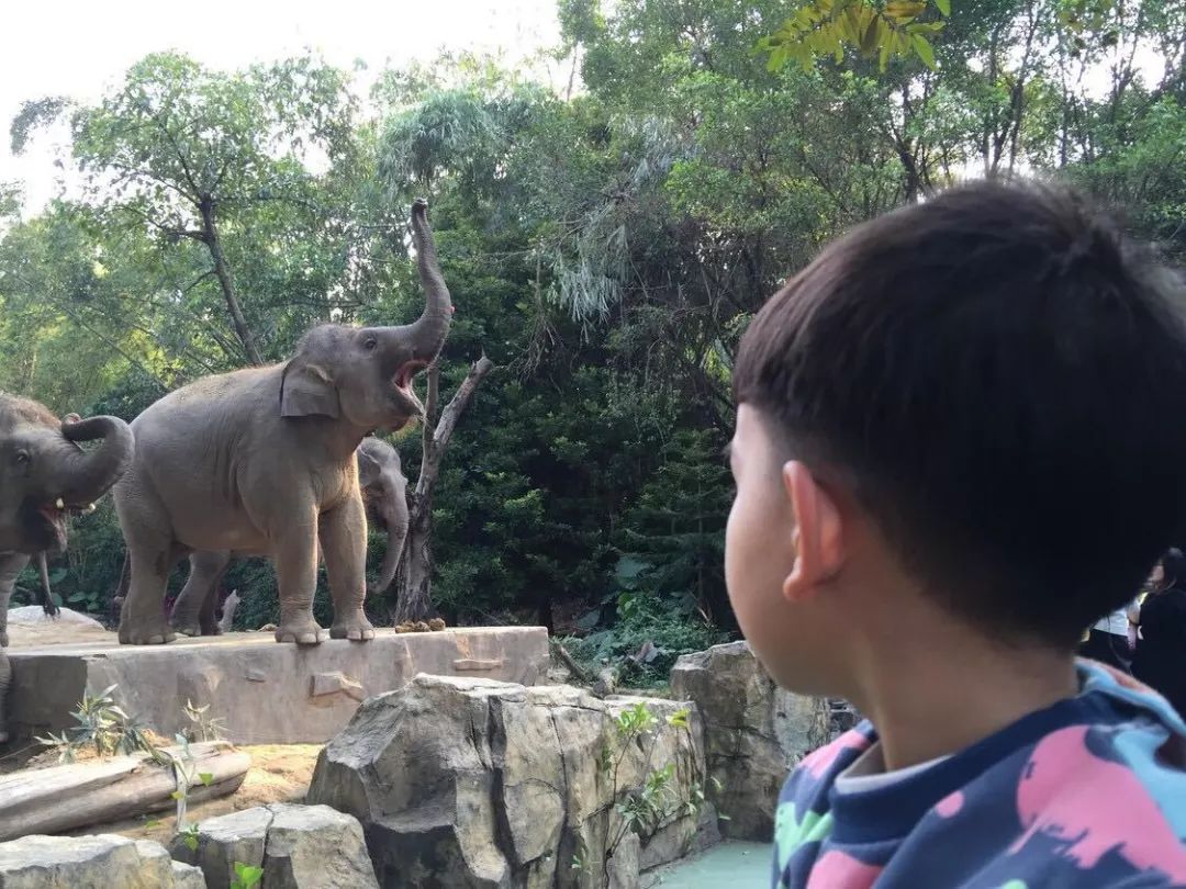 珠海长隆亲子游吃玩住行,长隆动物园攻略亲子游