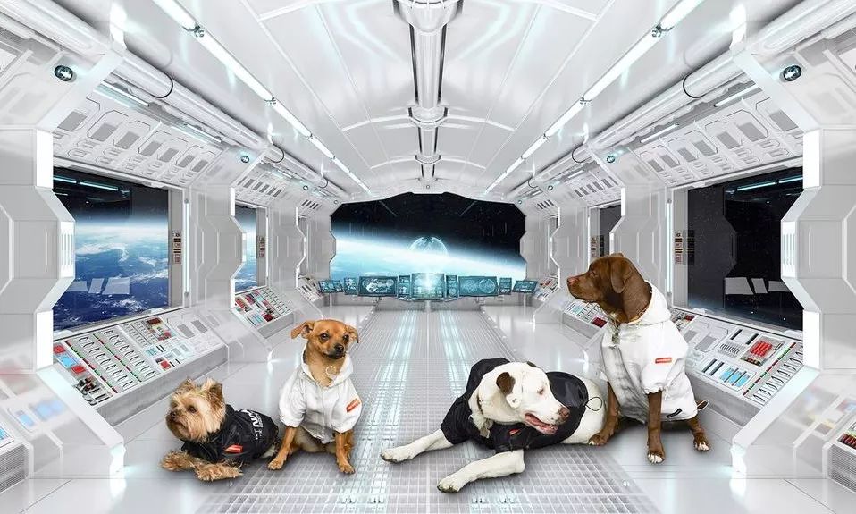 穿西装的宠物狗走路,穿moncler的男生