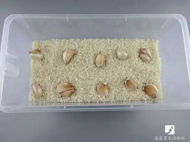 大米生虫子怎么快速驱虫妙招,大米生虫子怎么快速驱虫