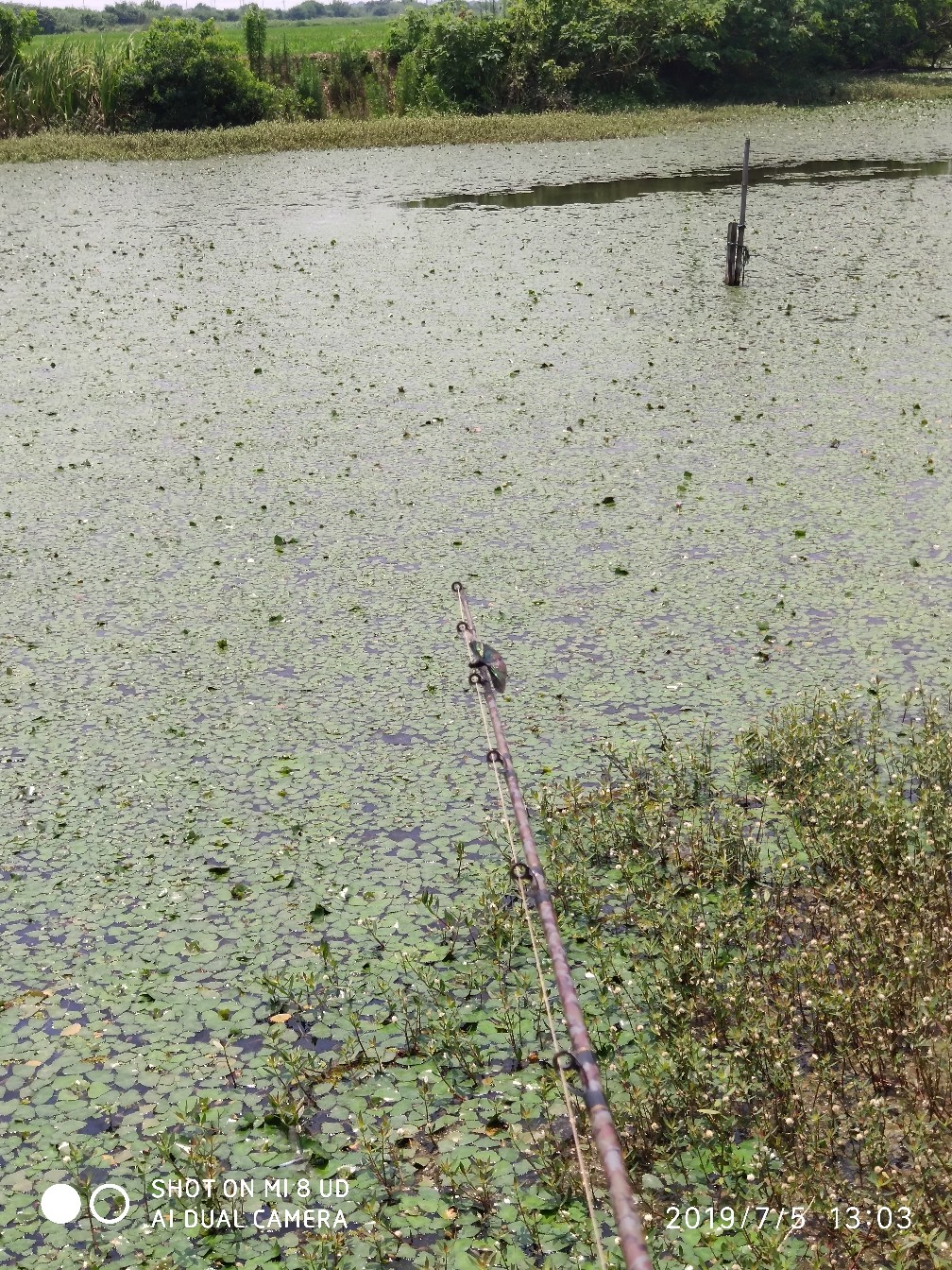 黑鱼钓上岸了怎么办,黑鱼新手