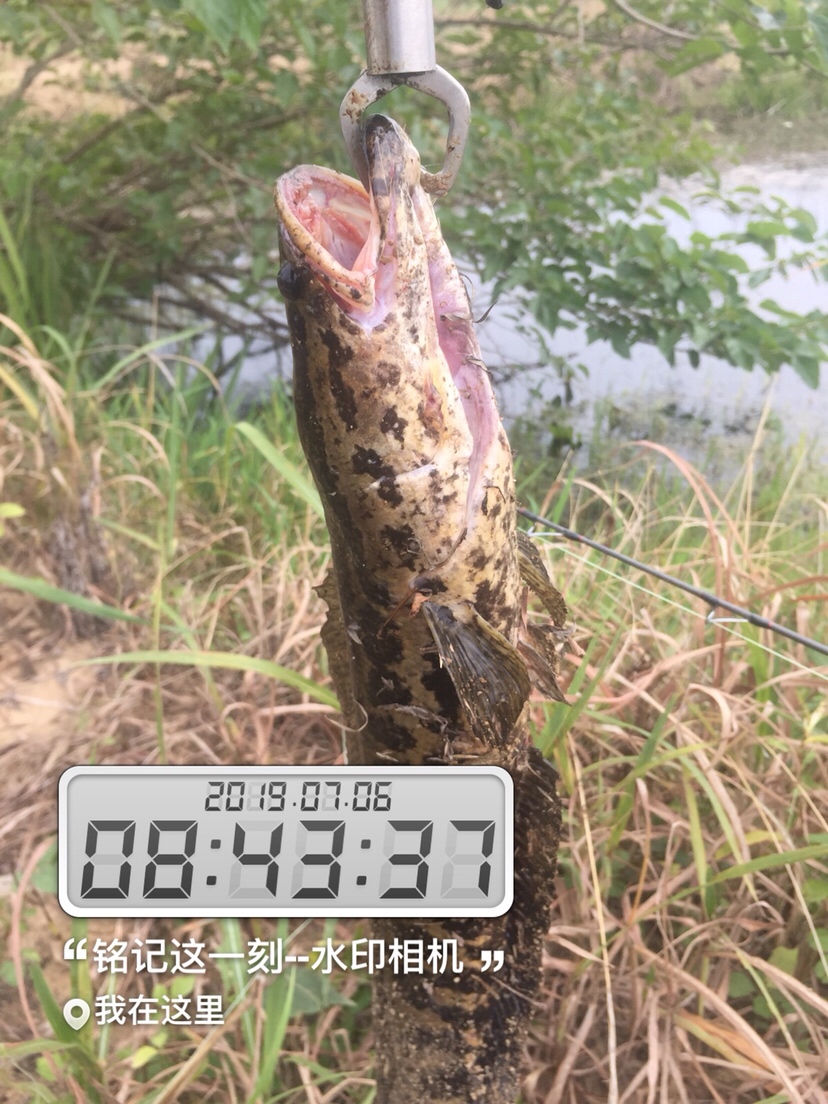 雷强2020年视频,2019雷强视频