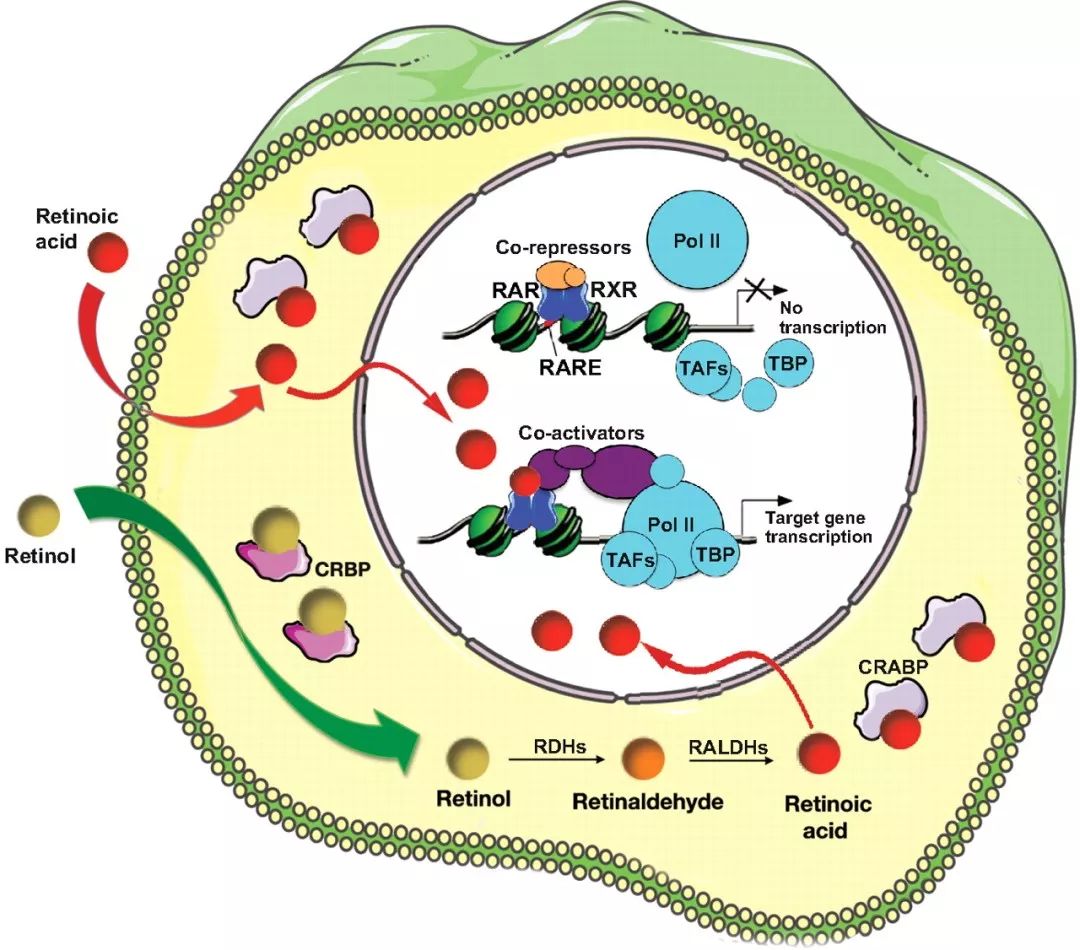 抗皱秘籍你学还是不学,抗皱免费教你一个方法