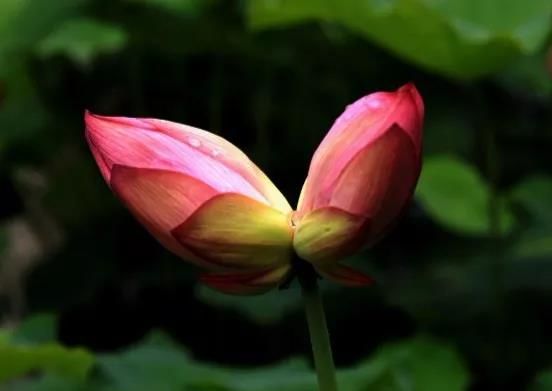 百年之后，并蒂莲开；想你时，有花的味道……