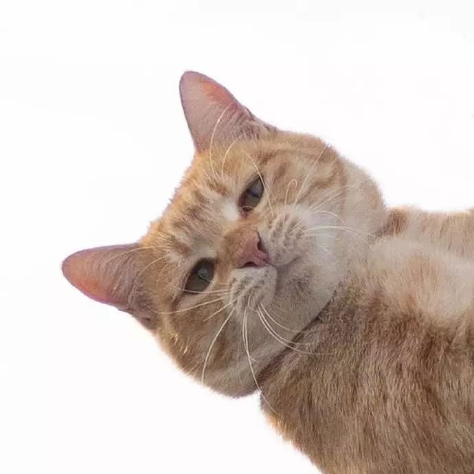 绝对不会坑的口红色号,绝不可入的口红色号