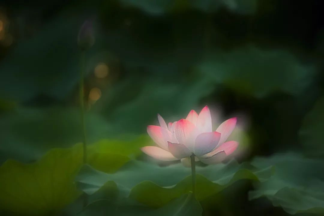 遇见·雄安｜七月错过白洋淀，你可就错过了整个北方的夏天！