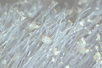 洗澡搓背神器不伤肤无痛,洗澡搓背神器去死皮深层清洁