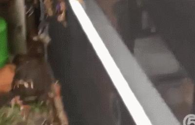 数百只螃蟹突然闯入家中,家中数百只螃蟹入侵