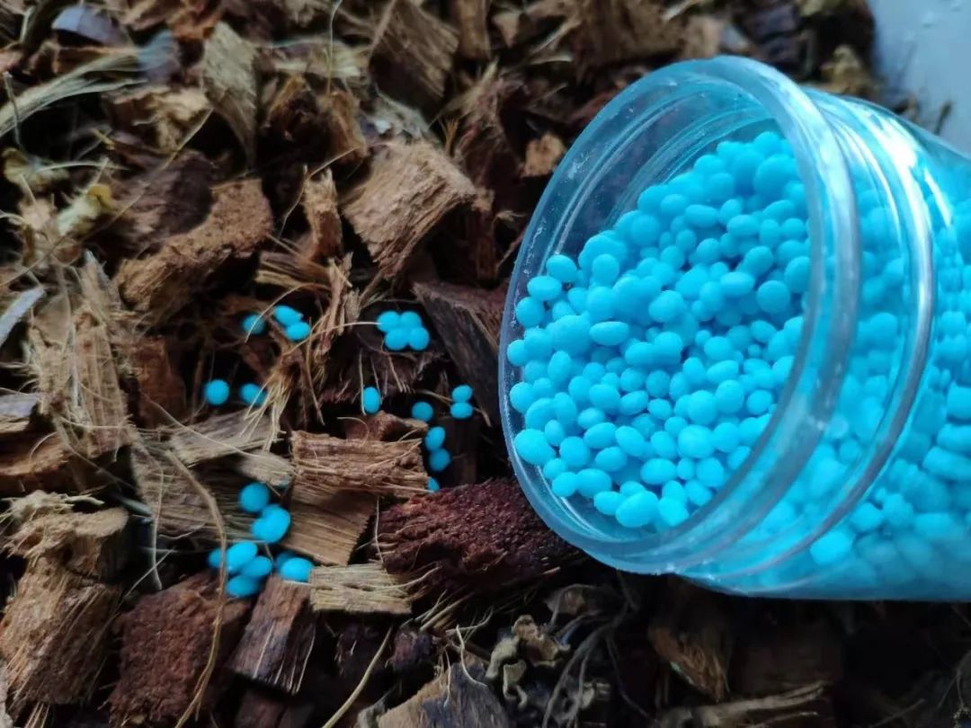 睡莲可以在沙底里生长吗,睡莲的养护方法图解