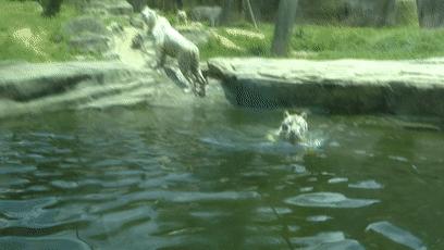 娴锋磱鍔ㄧ墿閬挎殤绂忓埄,鍔ㄧ墿閬挎殤楂樻俯绂忓埄