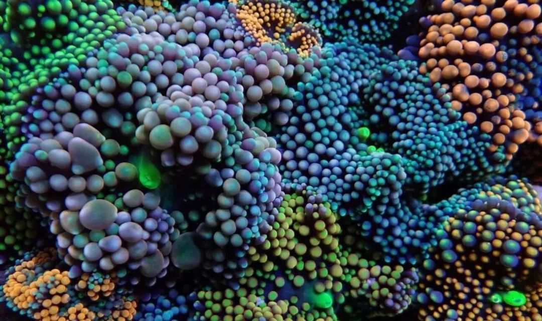 新开缸每天都有鱼死,新开缸鱼一直死