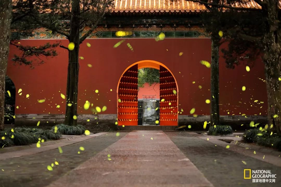 南京古寺看萤火,南京萤火虫在灵谷寺还是明孝陵