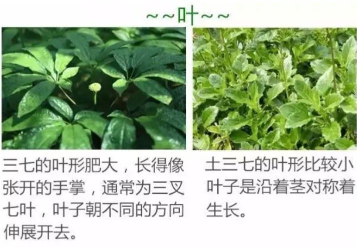 @泸州人丨这种“土三七”外表与“三七”差不多，但吃了要住院