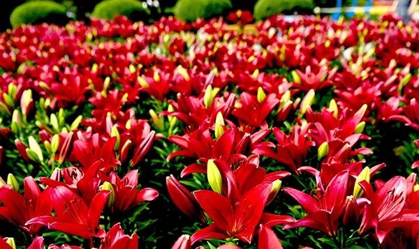 美爆了全球最美樱花,美爆长春公园的油菜花海盛放