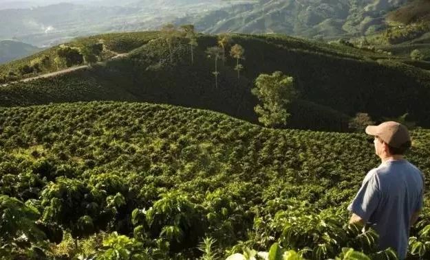 哥斯达黎加黑蜜咖啡,哥斯达黎加咖啡